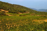 Photo d'un paysage de vignes en Provence dans le Massif des Maures