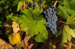 Photo de grappes de raisin au milieu des feuilles de vigne