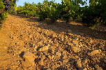 photo des vignes du massif des maures