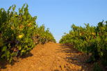 ranges de vignes