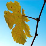 Image of a vine leave against blue sky