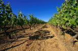 Photo de rangees de vignes