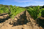 Images de vignes