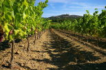 Photo de rangees de vignes