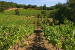 Paysage de vignes