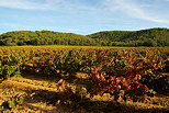 Image du vignoble de provence en automne - Massif des Maures