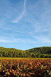 Photo du vignoble de provence en automne - Massif des Maures