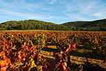 Photo du vignoble de provence en automne - Massif des Maures