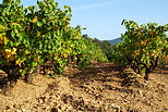 Photo de vignes en automne - Collobrieres - Massif des Maures