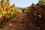 Photograph of Provence vineyard in autumn