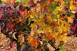 Picture of autumn colors in the vineyard