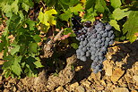 Photographie de grappes de raisin rouge sur un pied de vigne