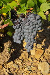 Photos de grappes de raisin rouge sur un pied de vigne