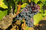 Photo de grappes de raisins rouges sur un pied de vigne