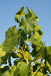 Photo de feuilles de vigne sur fond de ciel bleu
