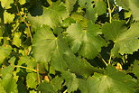 Image of green vines leaves