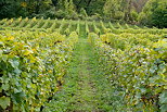 Photographie de ranges de vignes en automne en Haute Savoie.