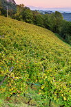 Image d'un champ de vignes au crpuscule