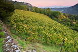 Photographie du vignoble de la Roussette au crpuscule