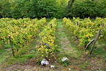 Photo de ranges de vignes en automne au pays de la Roussette