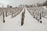 Photo des vignes de la Roussette sous la neige en hiver