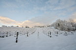 Photographie d'un vignoble enneigé au lever du jour en Haute Savoie