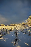 Image des vignes de Haute Savoie sous la neige et le soleil
