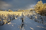 Photographie du vignoble de la Roussette en Haute Savoie sous la neige et le soleil
