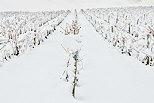 Photo d'un champ de vignes sous la neige en Haute Savoie