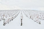 Image du vignoble de la Roussette sous la neige en Haute Savoie