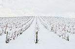 Image du vignoble de la Roussette sous la neige en Haute Savoie