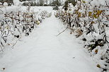 Photo de rangées de vignes sous la neige en Haute Savoie