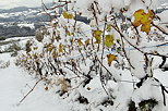 Photo des dernires  feuilles d'automne sur les vignes enneiges