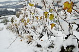 Image de vignes enneigées en automne