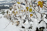 Image de vignes enneiges en automne