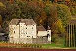 Picture of autumn colors around mecoras castle in Savoie vineyard