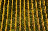 Photographie de ranges de vignes baignes par les derniers rayons du soleil