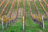 Image de ranges de vigne en automne dans le vignoble de Chautagne