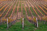 Photo d'un champ de vignes en automne dans le vignoble de Chautagne