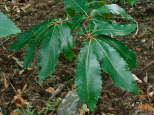 image de feuilles de chataignier