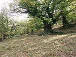 image des chtaigneraies du massif des maures