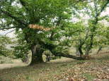 photo de chtaigniers massif des maures