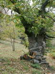 photo de chtaigniers massif des maures