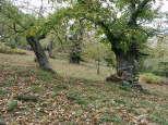 photographie de chtaigniers massif des maures