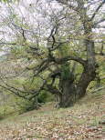 photo de chtaigniers massif des maures