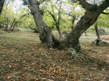 photographie de chtaigniers massif des maures