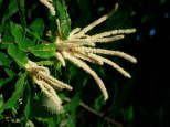 image de fleurs de chtaignier