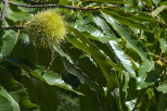 photographie de bogue sur sa branche