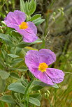 Photographie de fleurs de ciste dans le Massif des Maures