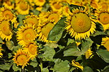 Photo de tournesols dans les Alpes de Haute Provence